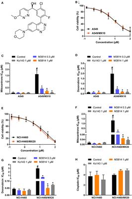 M3814, a DNA-PK Inhibitor, Modulates ABCG2-Mediated Multidrug Resistance in Lung Cancer Cells